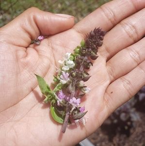 Meet your Posher, Kierra